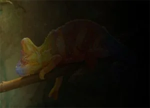 Camaleón de colores oscurecido hacia la derecha
