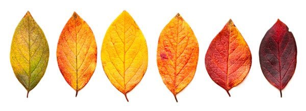 imagen hojas colores del otoño